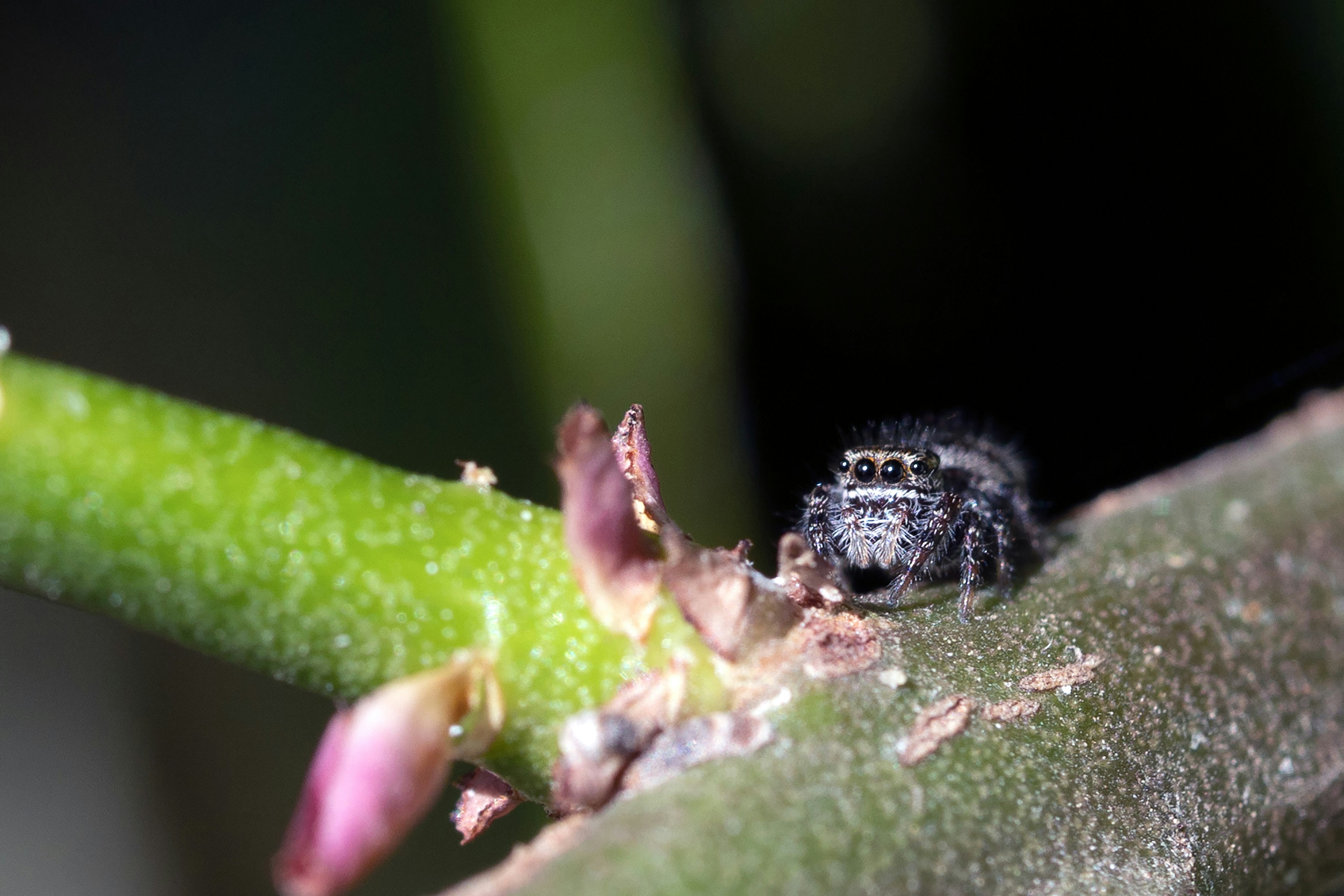 black and white spider on green leaf